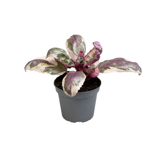 Planta naturala H10cm Hemigraphis Snow White PS6/ in pamant