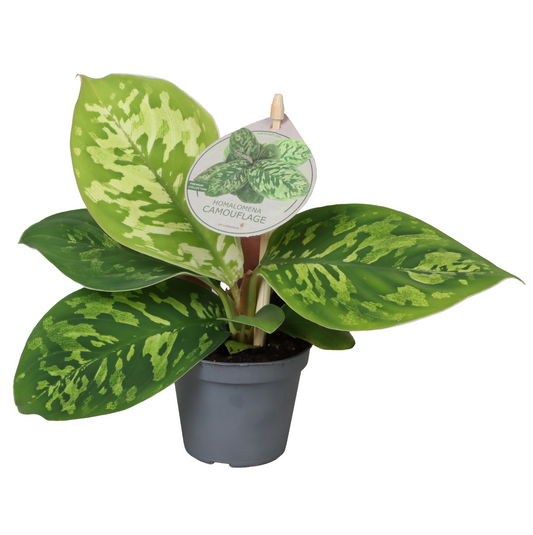 Planta naturala H10cm Homalomena wallisii 'Camouflage' PS6/ in pamant