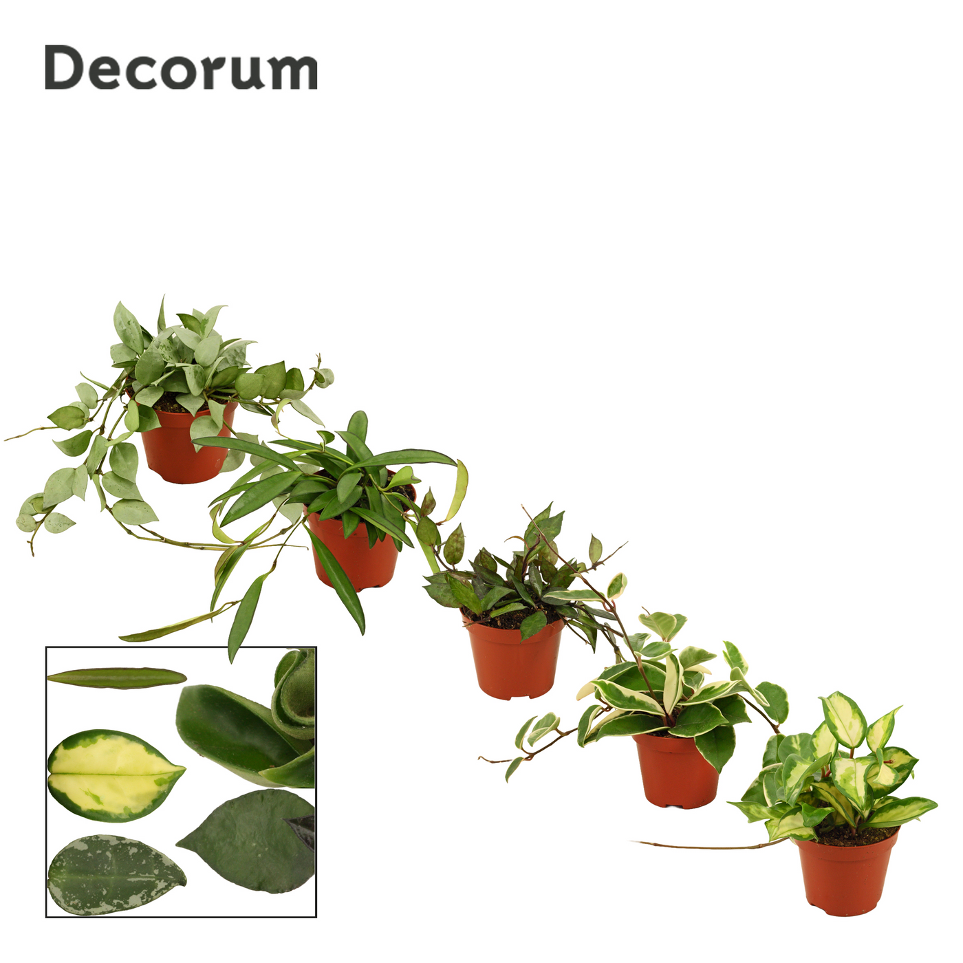 Planta naturala H10cm Hoya mix PS9/ in pamant