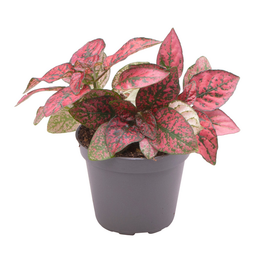 Planta naturala H10cm Hypoestes phyllostachya Red PS6/ in pamant