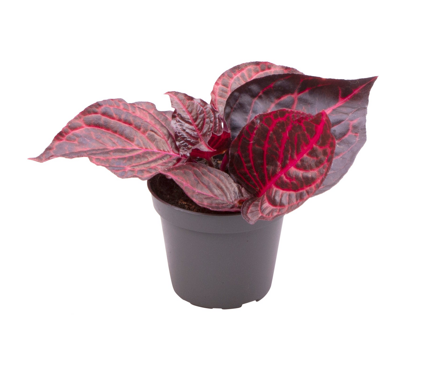 Planta naturala H10cm Iresine herbstii Bloodleaf PS6/ in pamant