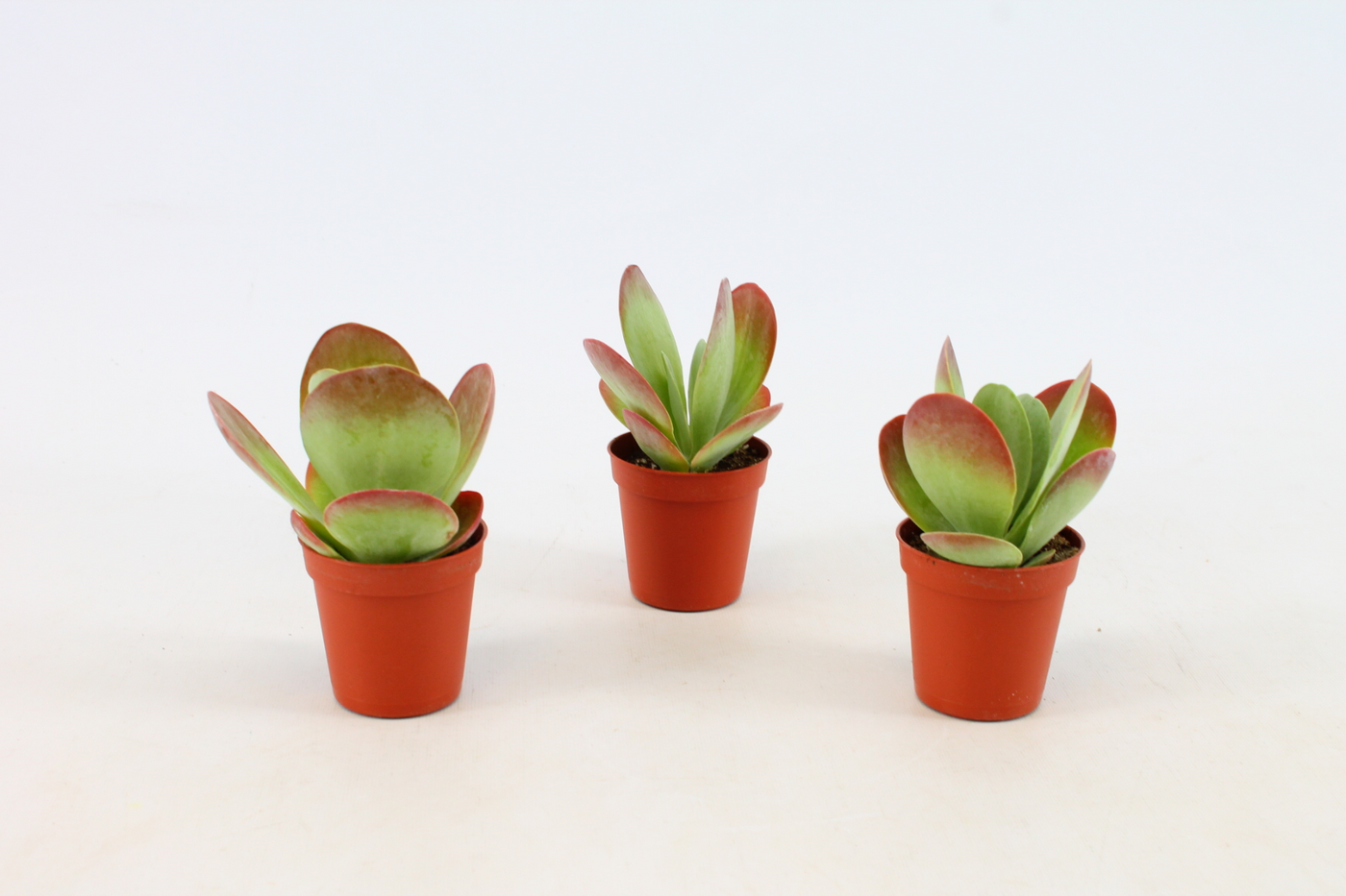 Planta naturala H10cm Kalanchoe Thyrsiflora PS5/ in pamant
