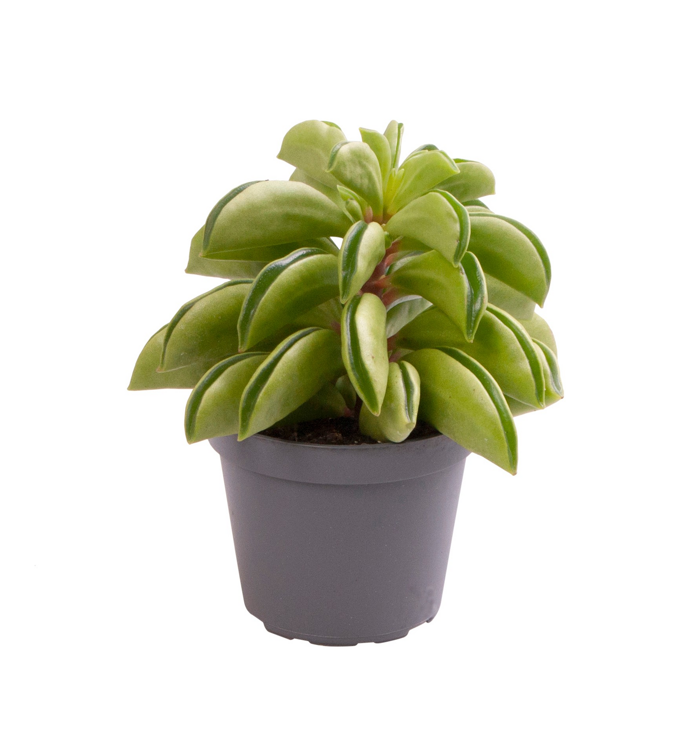 Planta naturala H10cm Peperomia dolabriformis ‘Firesparks’ PS6/ in pamant