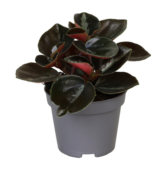 Planta naturala H10cm Peperomia metallica 'Colombiana' PS6/ in pamant