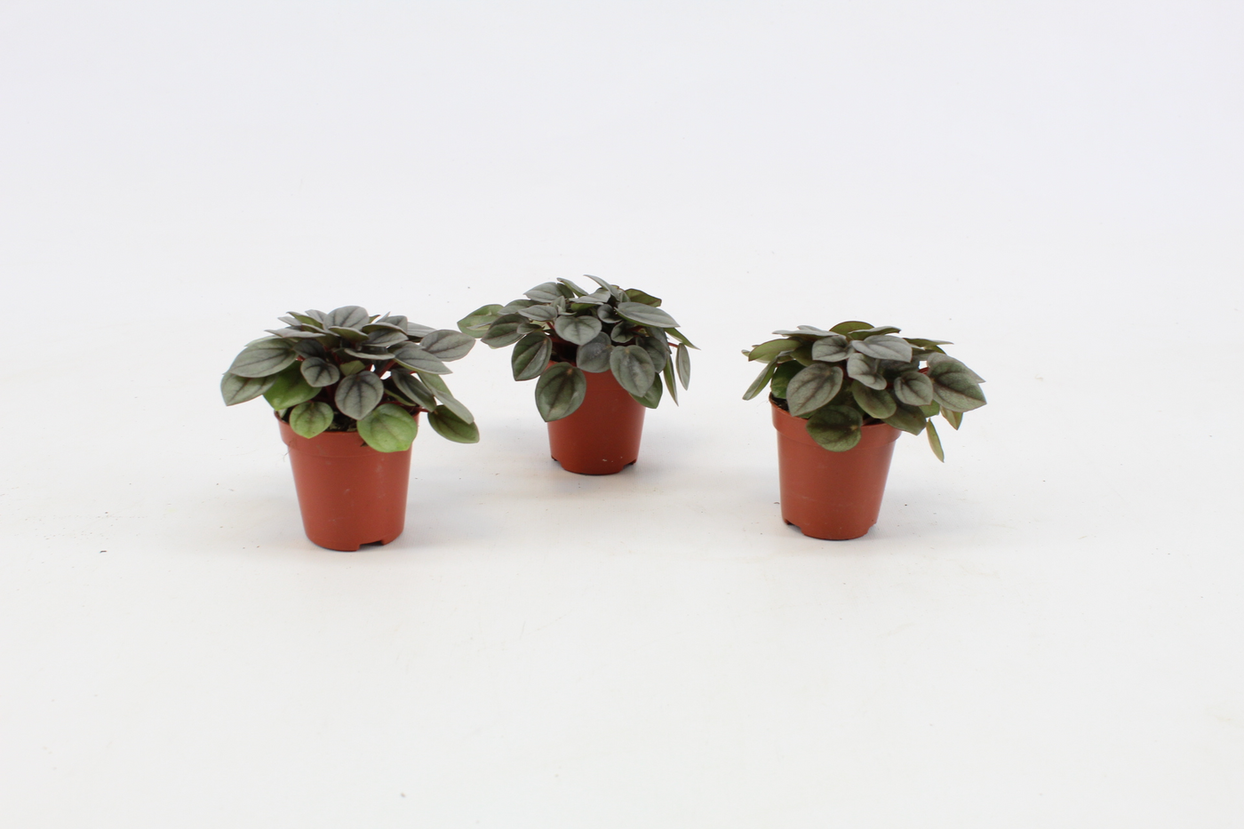 Planta naturala H10cm Peperomia Milano PS5/ in pamant