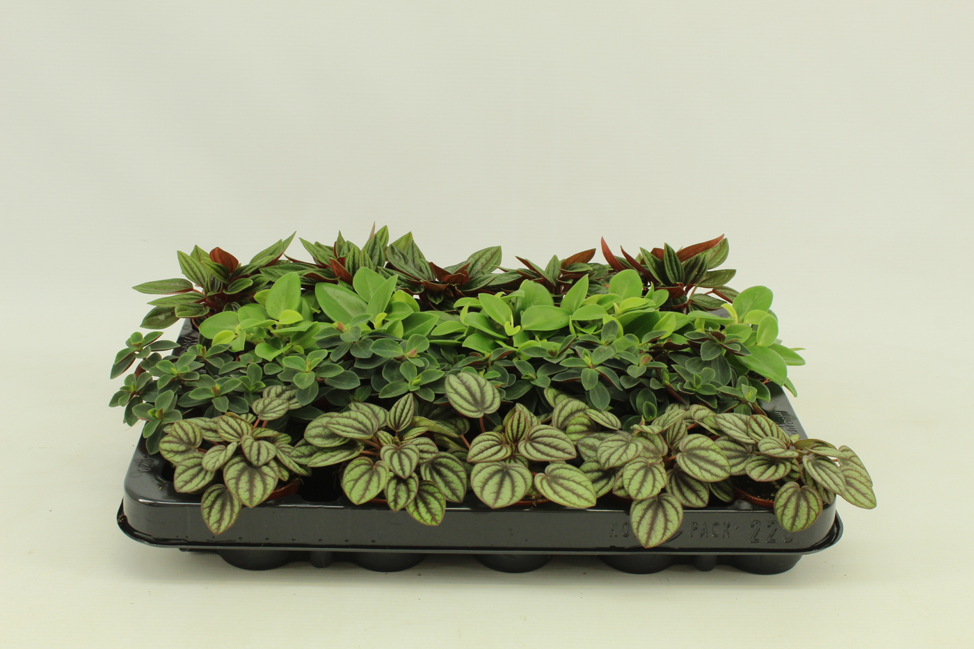 Planta naturala H10cm Peperomia mix PS5/ in pamant