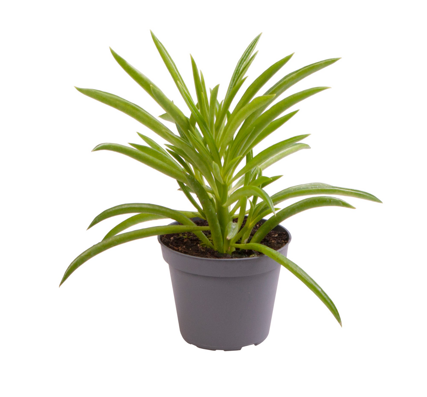 Planta naturala H10cm Peperomia Nevada PS6/ in pamant