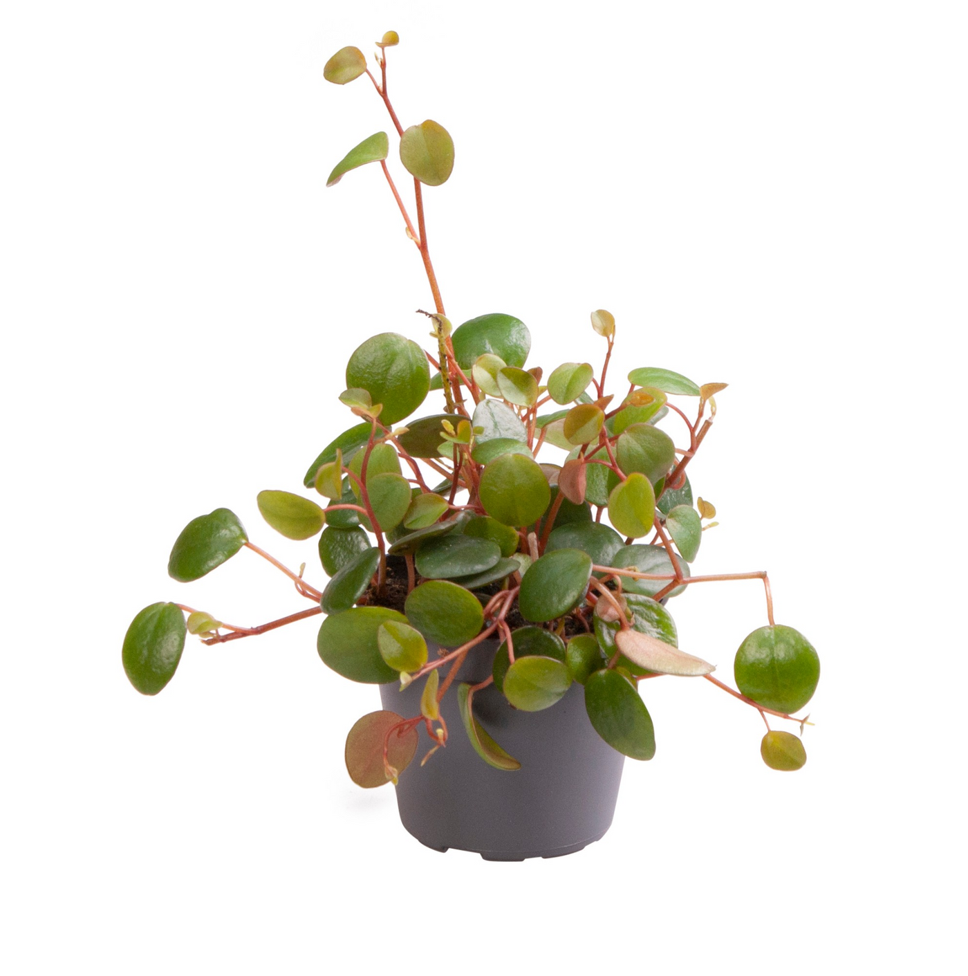 Planta naturala H10cm Peperomia 'Pepperspot' PS6/ in pamant
