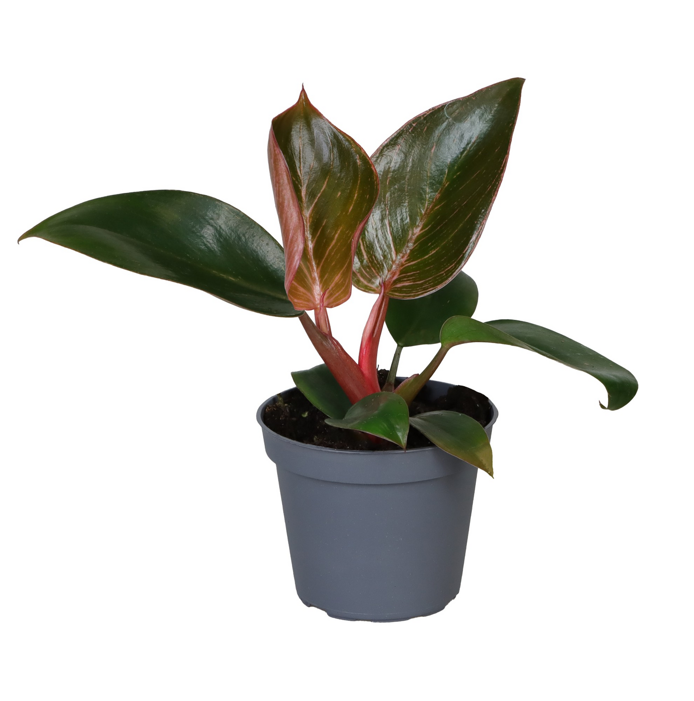 Planta naturala H10cm Philodendron Pink Bikini PS6/ in pamant