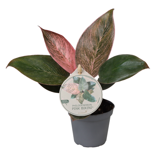 Planta naturala H10cm Philodendron 'Pink Bikini' PS6/ in pamant