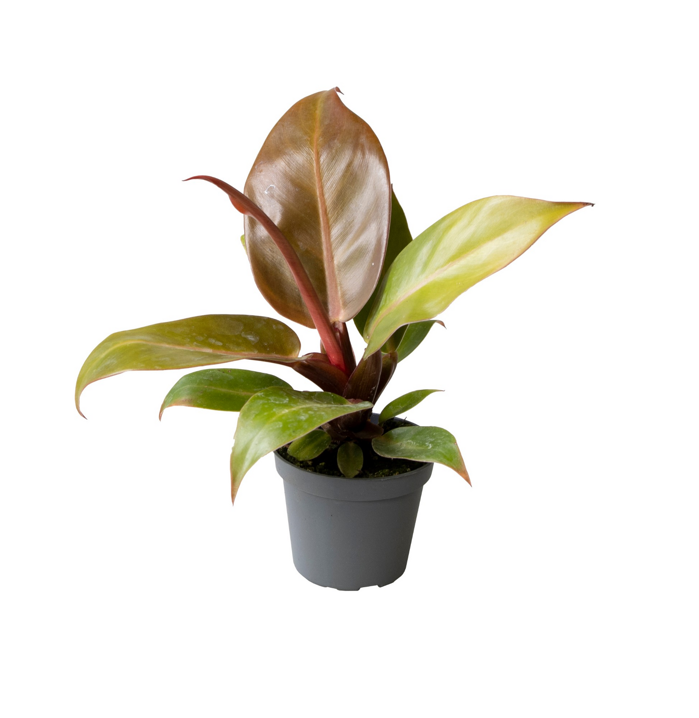 Planta naturala H10cm Philodendron 'Prince of Orange' PS6/ in pamant