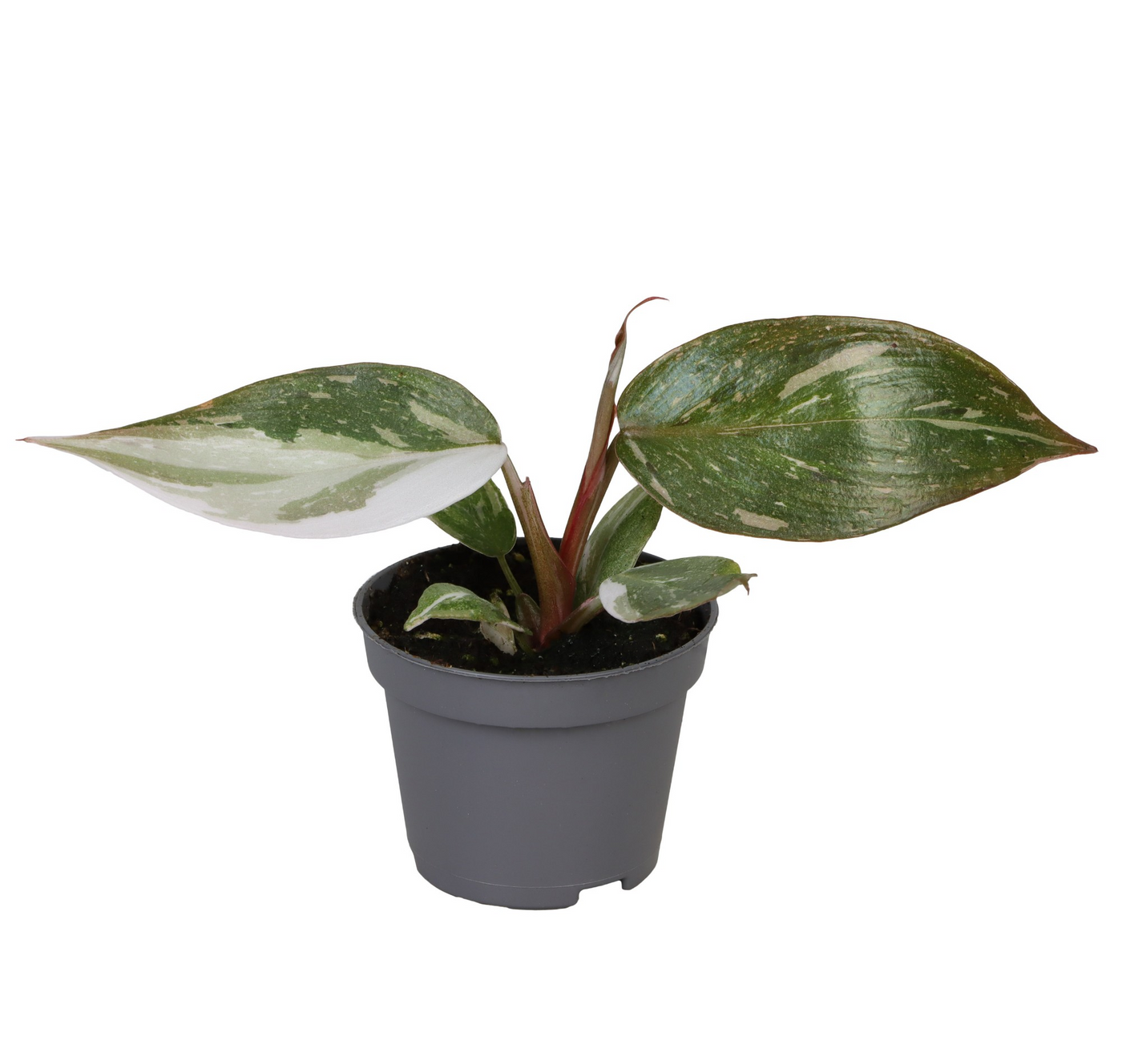 Planta naturala H10cm Philodendron Red Anderson PS6/ in pamant