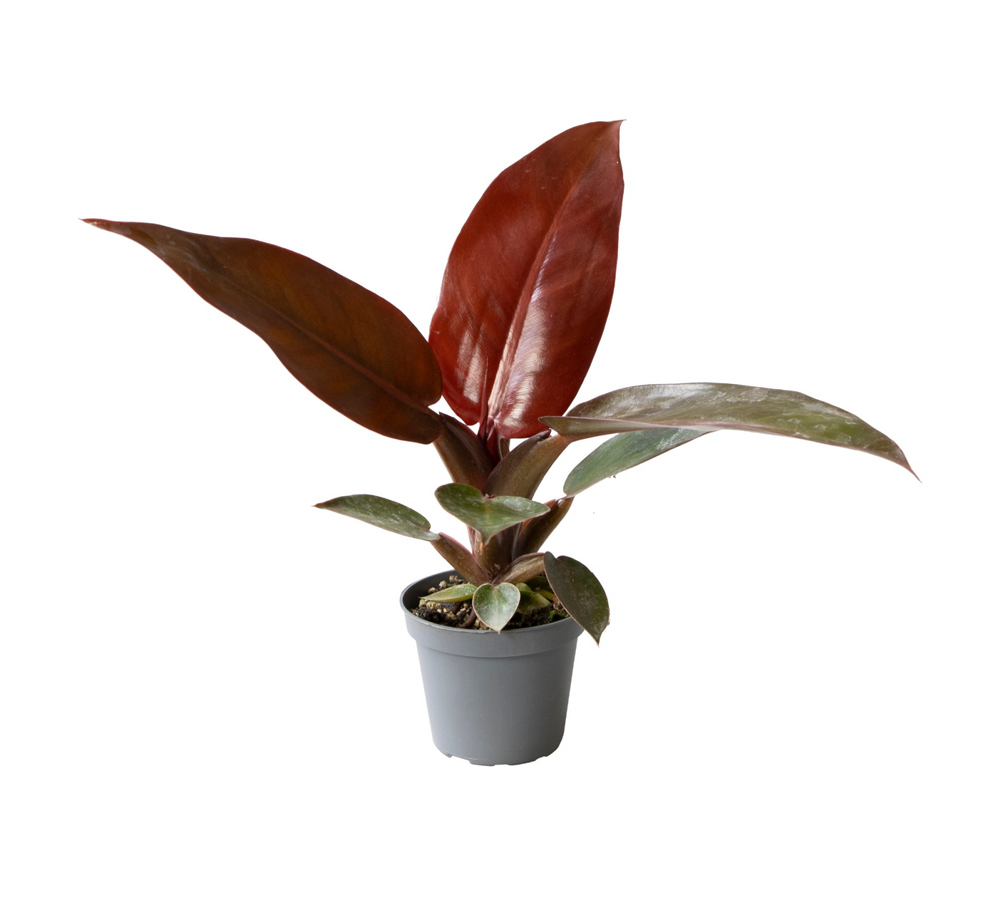 Planta naturala H10cm Philodendron Red Sun PS6/ in pamant