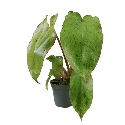 Planta naturala H10cm Philodendron 'Snowdrift Variegata' PS6/ in pamant