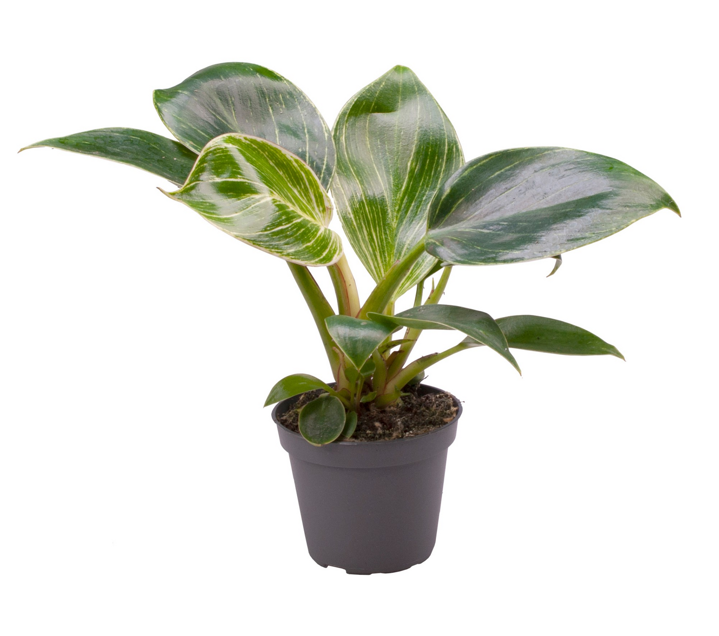 Planta naturala H10cm Philodendron White Measure PS6/ in pamant