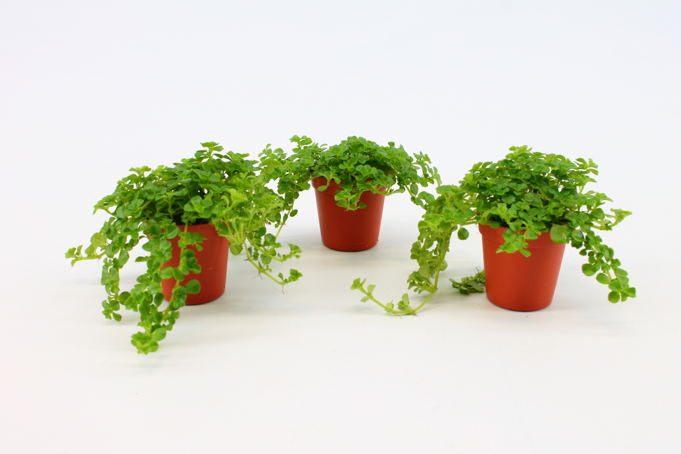Planta naturala H10cm Pilea depressa PS5/ in pamant