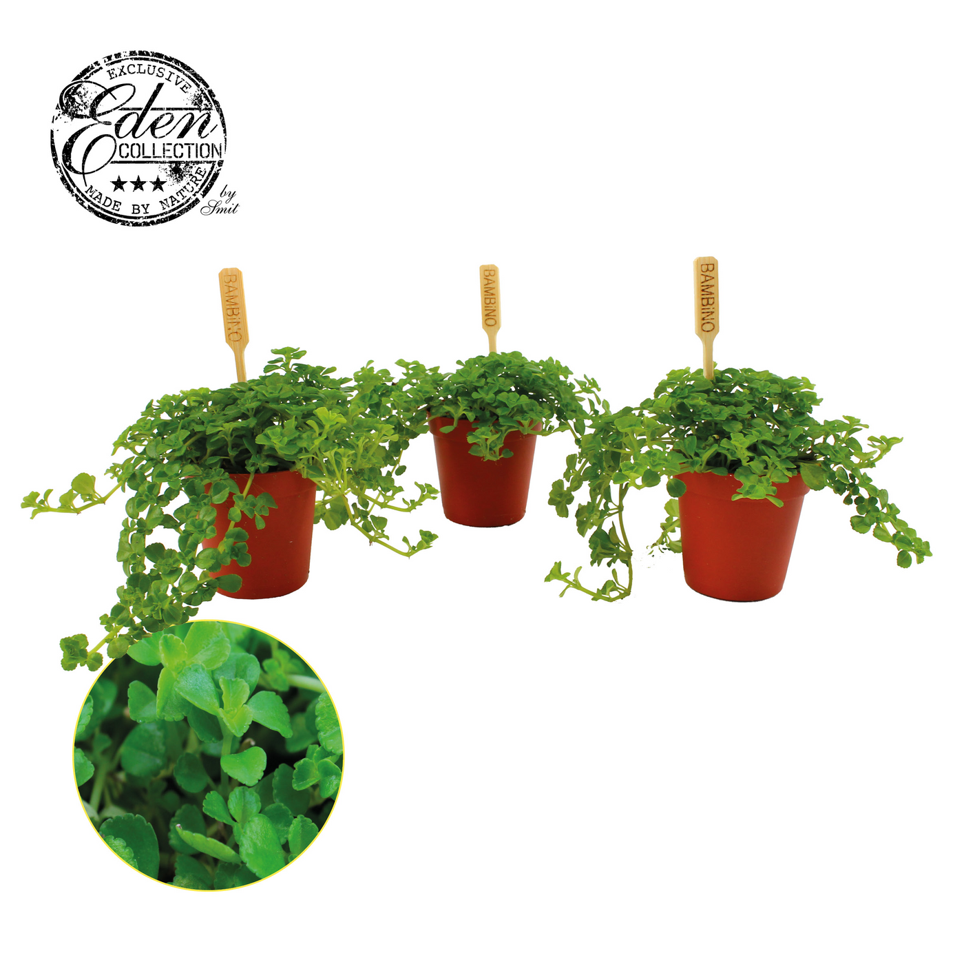 Planta naturala H10cm Pilea depressa PS5/ in pamant