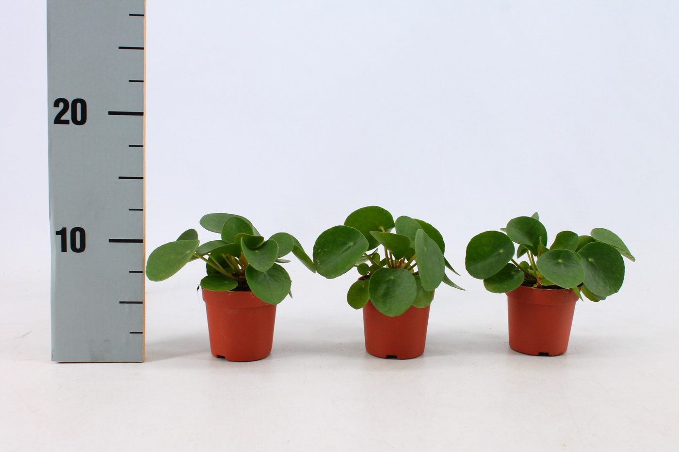 Planta naturala H10cm Pilea Peperomioides PS7/ in pamant