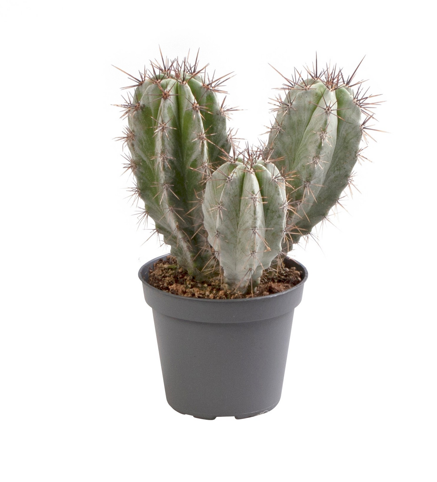 Planta naturala H10cm Polaskia chichipe PS6/ in pamant