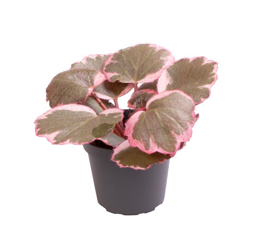 Planta naturala H10cm Saxifraga Variegata PS6/ in pamant