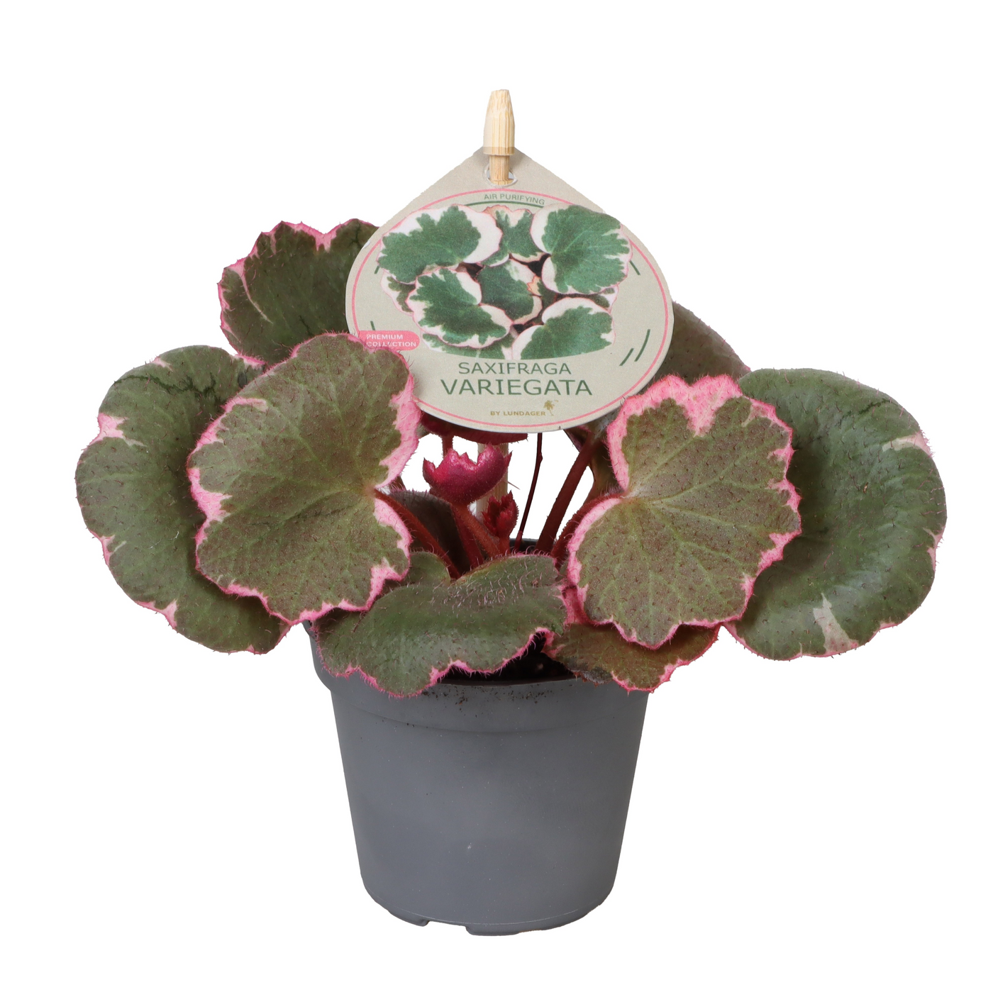 Planta naturala H10cm Saxifraga 'Variegata' PS6/ in pamant