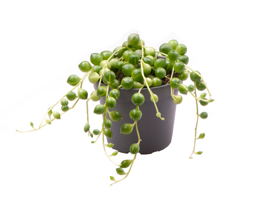 Planta naturala H10cm Senecio herreianus PS6/ in pamant