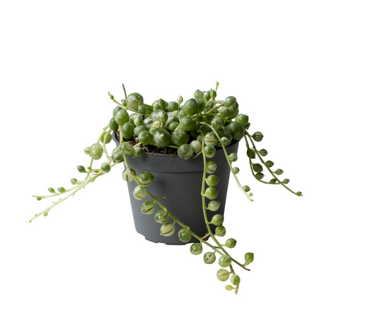 Planta naturala H10cm Senecio herreianus Variegata PS6/ in pamant