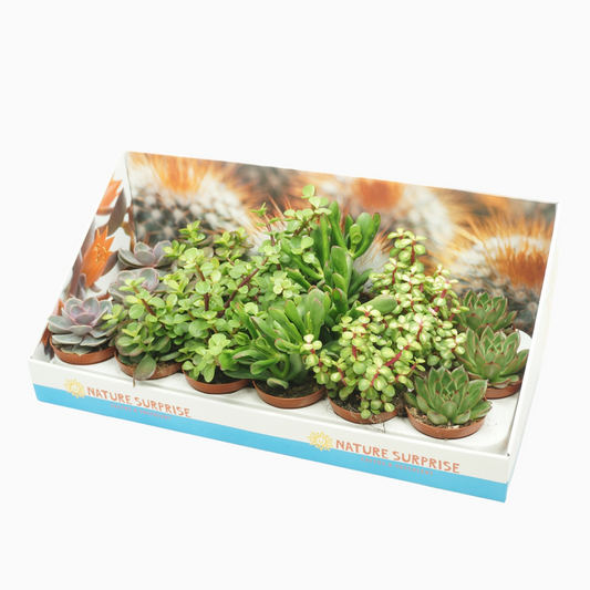 Planta naturala H10cm Succulenten mix PS8/ in pamant