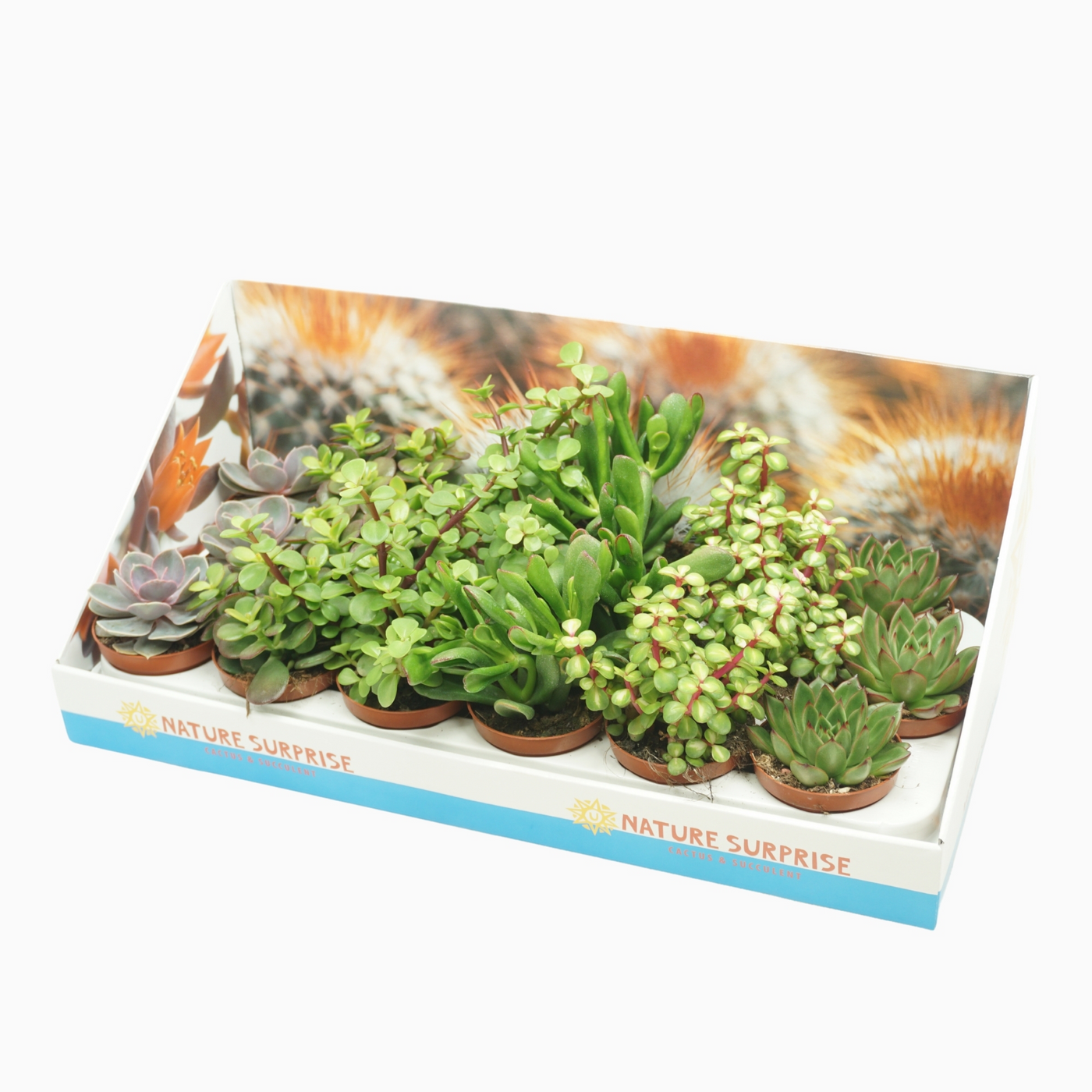 Planta naturala H10cm Succulenten mix PS8/ in pamant