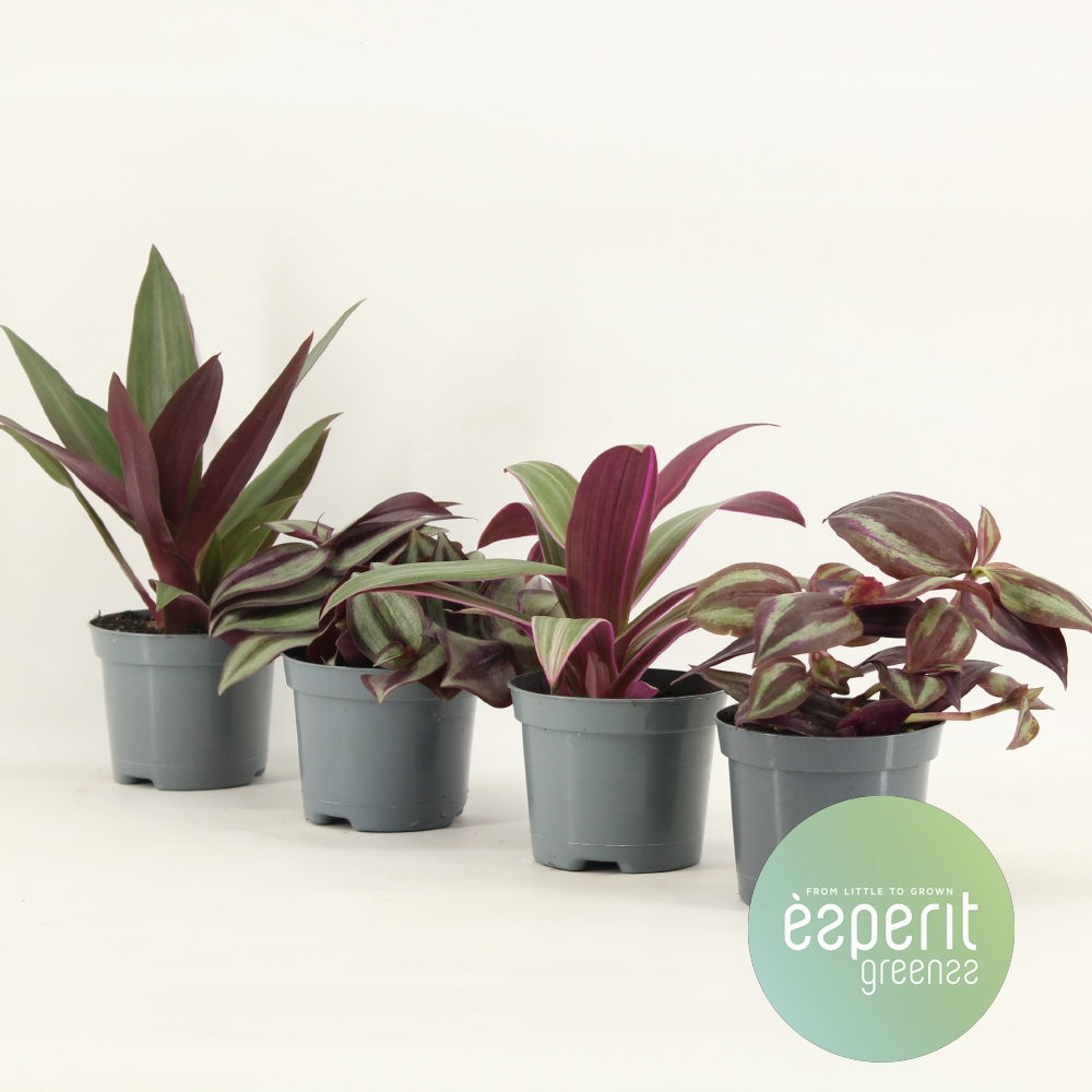 Planta naturala H10cm Tradescantia Mix PS8/ in pamant