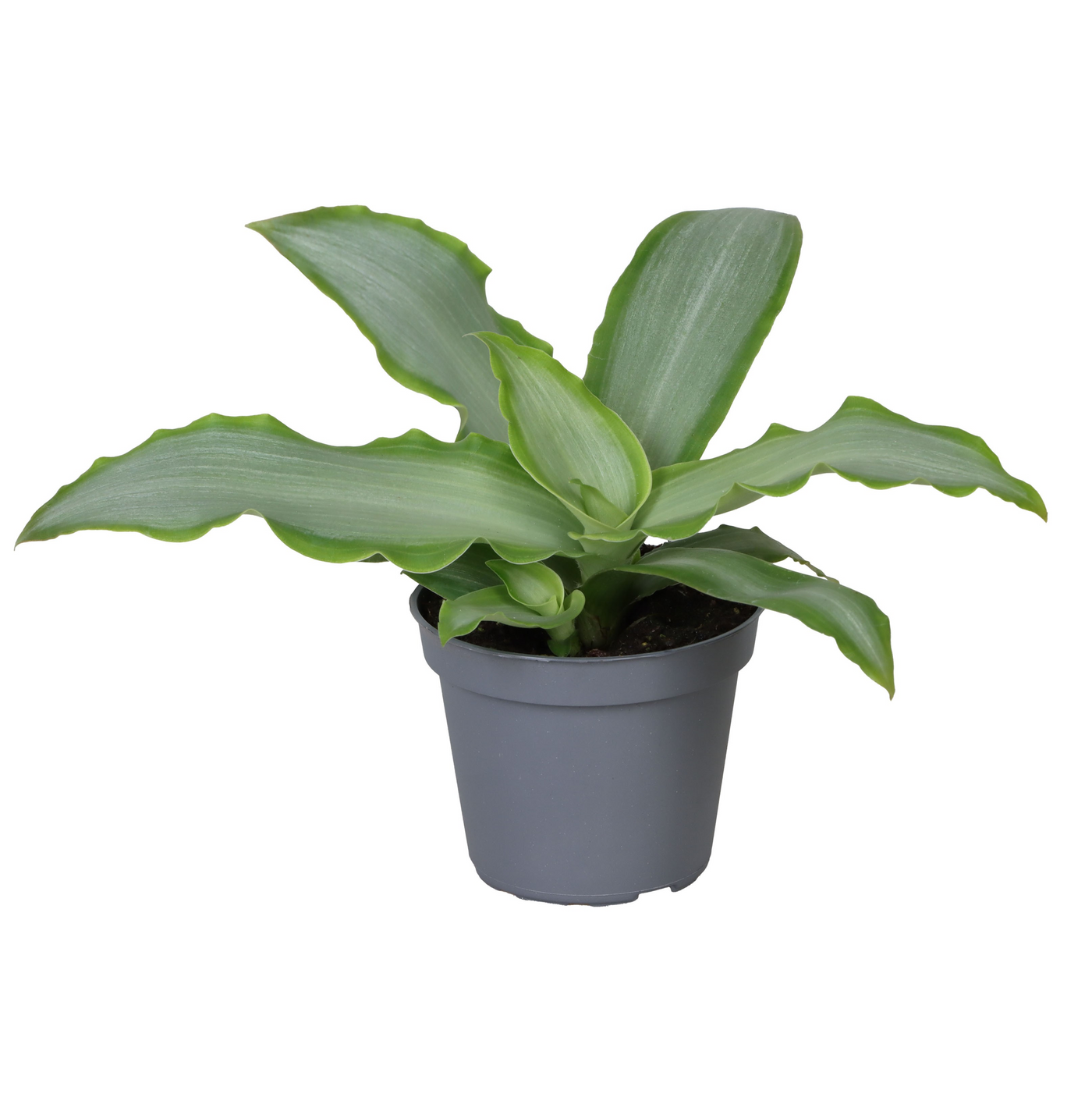 Planta naturala H10cm Tradescantia spathacea 'Silver' PS6/ in pamant