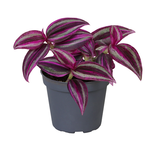 Planta naturala H10cm Tradescantia zebrina 'Pink Paradise' PS6/ in pamant