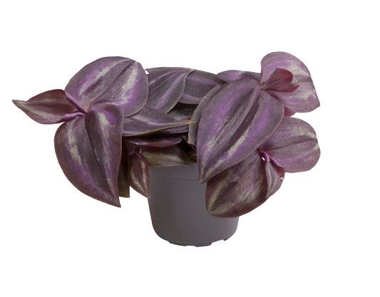 Planta naturala H10cm Tradescantia zebrina 'Purpusii Purple Joy' PS6/ in pamant