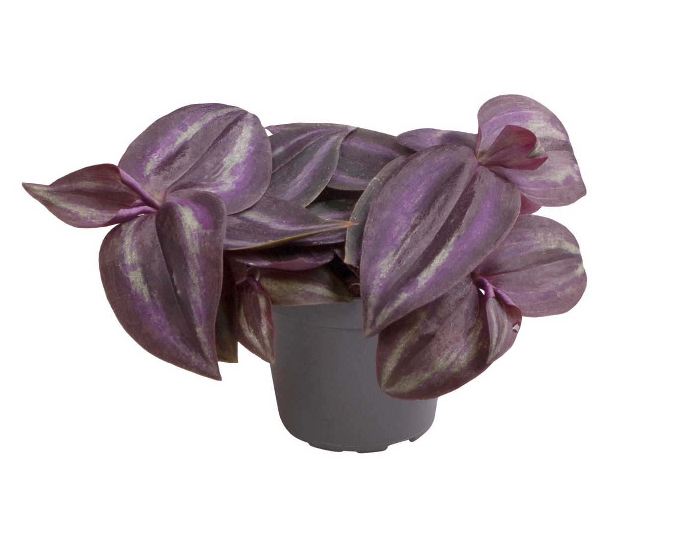 Planta naturala H10cm Tradescantia zebrina 'Purpusii Purple Joy' PS6/ in pamant