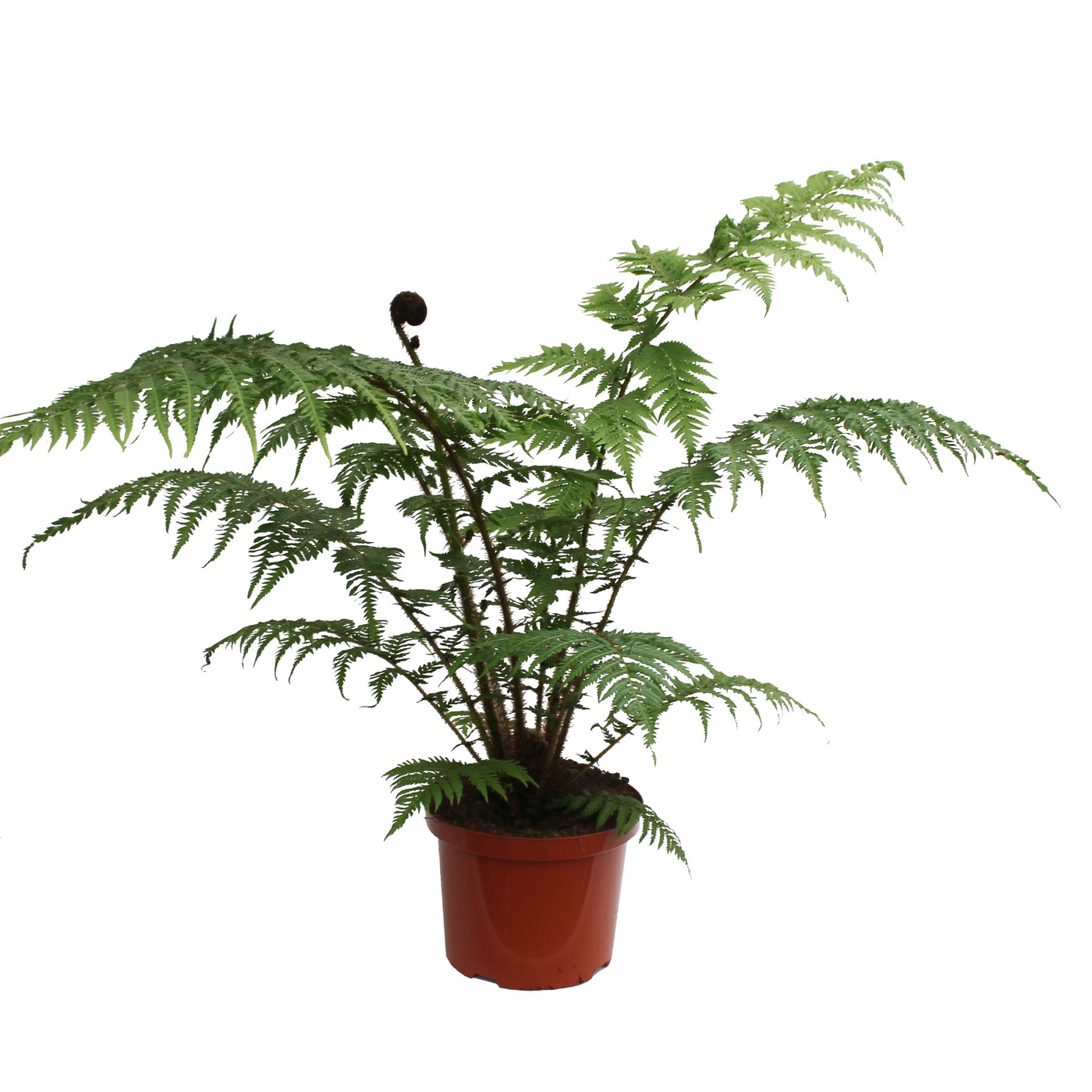Planta naturala H110cm Cyathea cooperi PS24/ in pamant