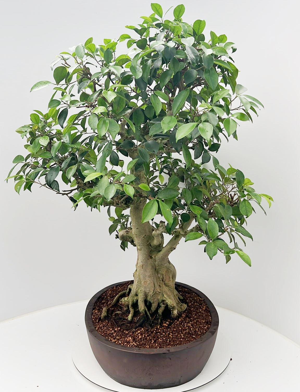 Planta naturala H110cm Ficus retusa PS52/ in pamant