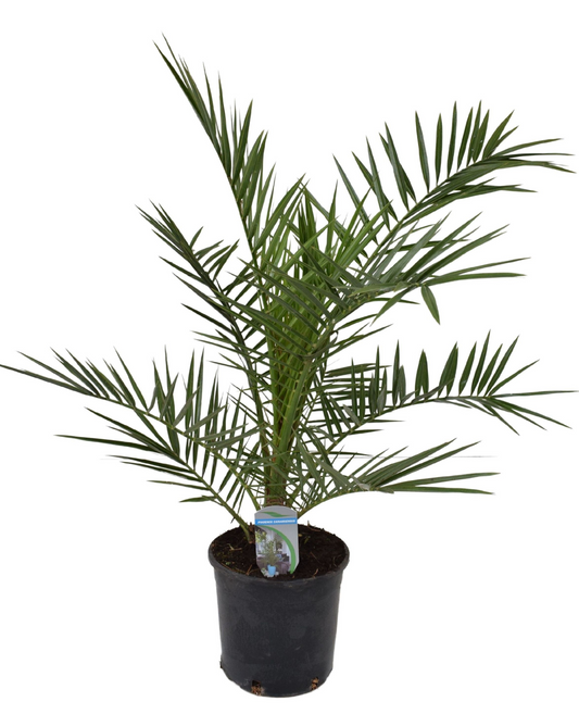 Planta naturala H110cm Phoenix canariensis PS18/ in pamant