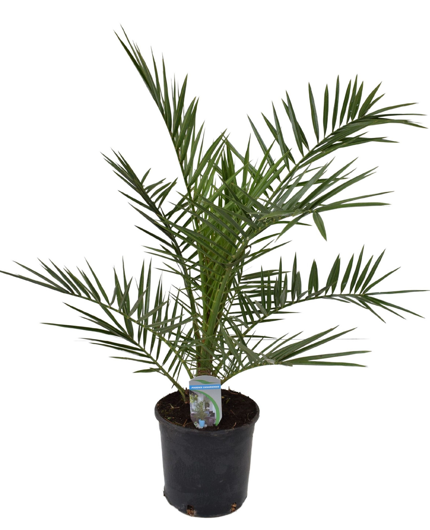 Planta naturala H110cm Phoenix canariensis PS18/ in pamant