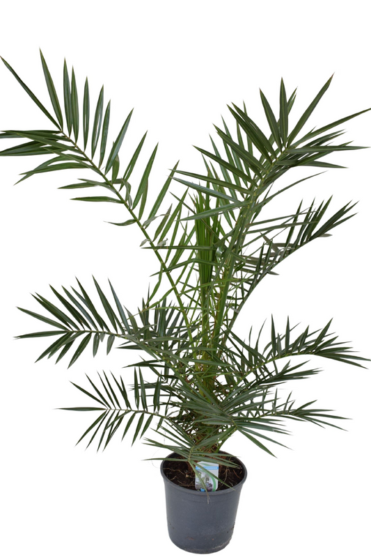 Planta naturala H110cm Phoenix canariensis PS21/ in pamant