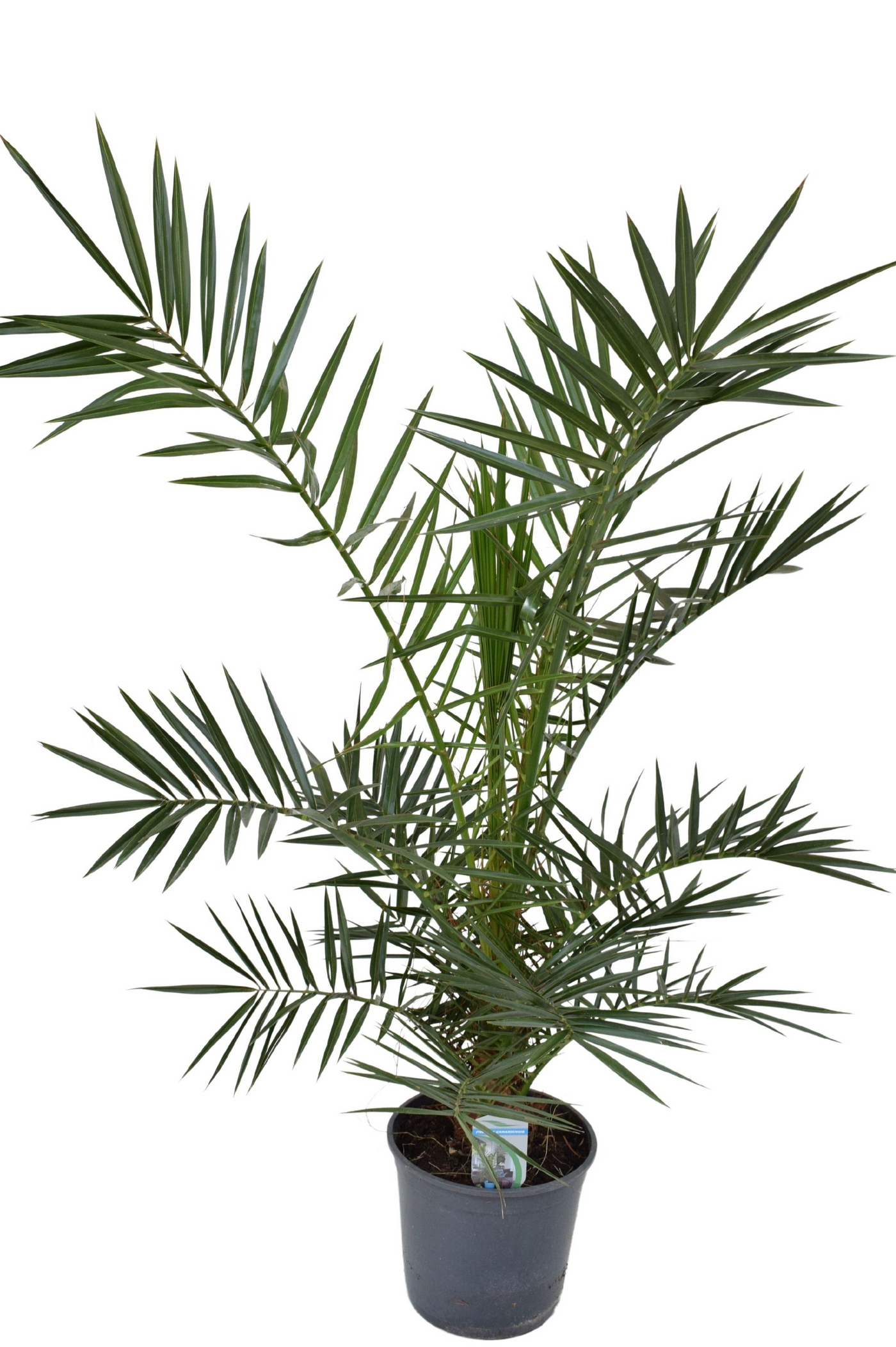 Planta naturala H110cm Phoenix canariensis PS21/ in pamant