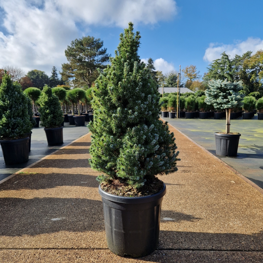 Planta naturala H110cm Picea glauca 'Sander's Blue' PS32/ in pamant