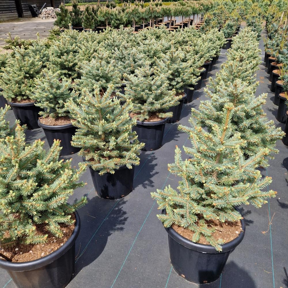 Planta naturala H110cm Picea pungens Sester Blue PS40/ in pamant