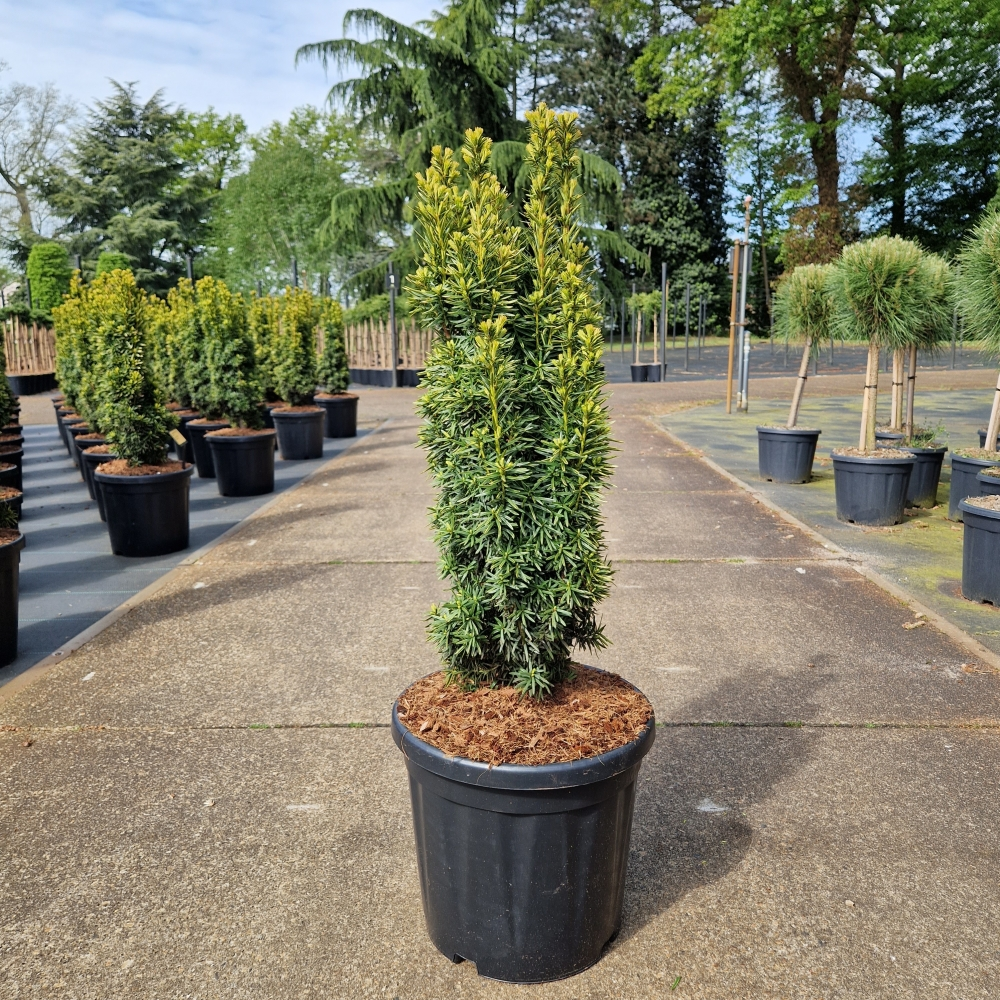 Planta naturala H110cm Taxus baccata 'David' PS32/ in pamant