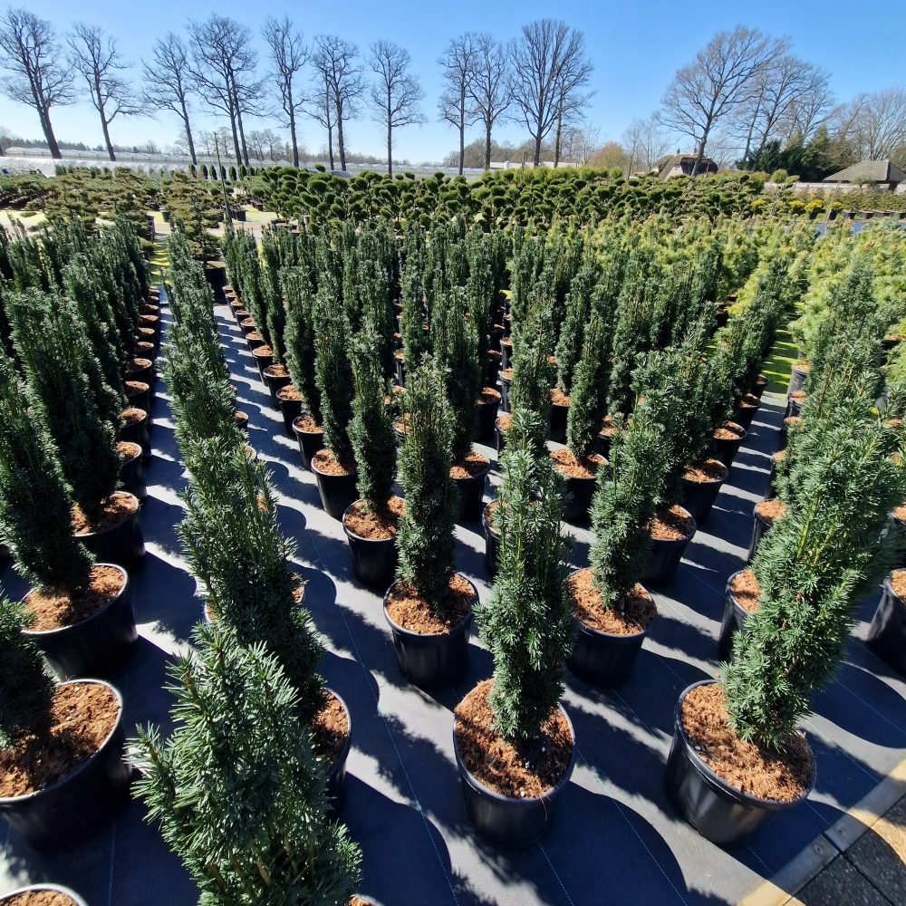 Planta naturala H110cm Taxus baccata 'Fastigiata Robusta' PS32/ in pamant