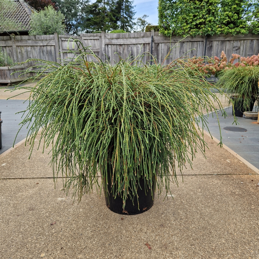 Planta naturala H110cm Thuja plicata 'Whipecord' PS40/ in pamant