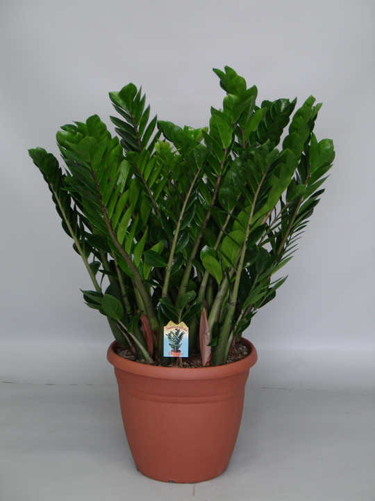 Planta naturala H110cm Zamioculcas zamiifolia PS37/ in pamant