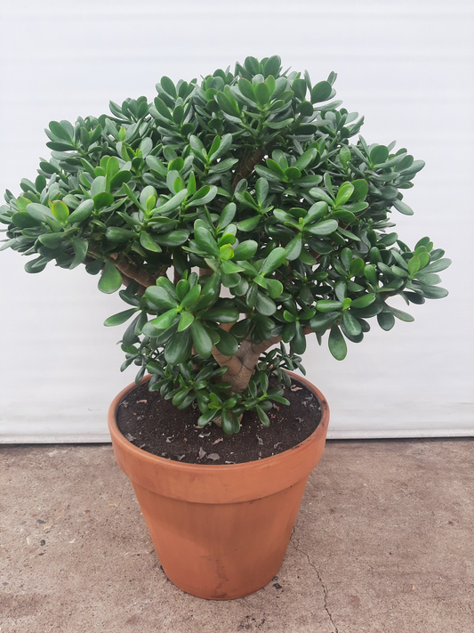 Planta naturala H115cm Crassula ovata PS50/ in pamant