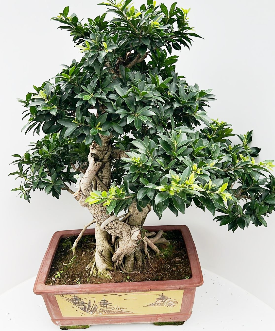 Planta naturala H115cm Ficus retusa PS60/ in pamant