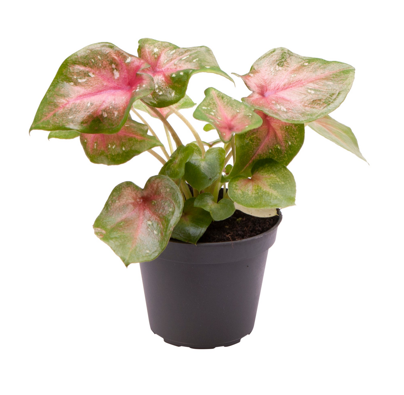 Planta naturala H11cm Caladium Casey PS6/ in pamant