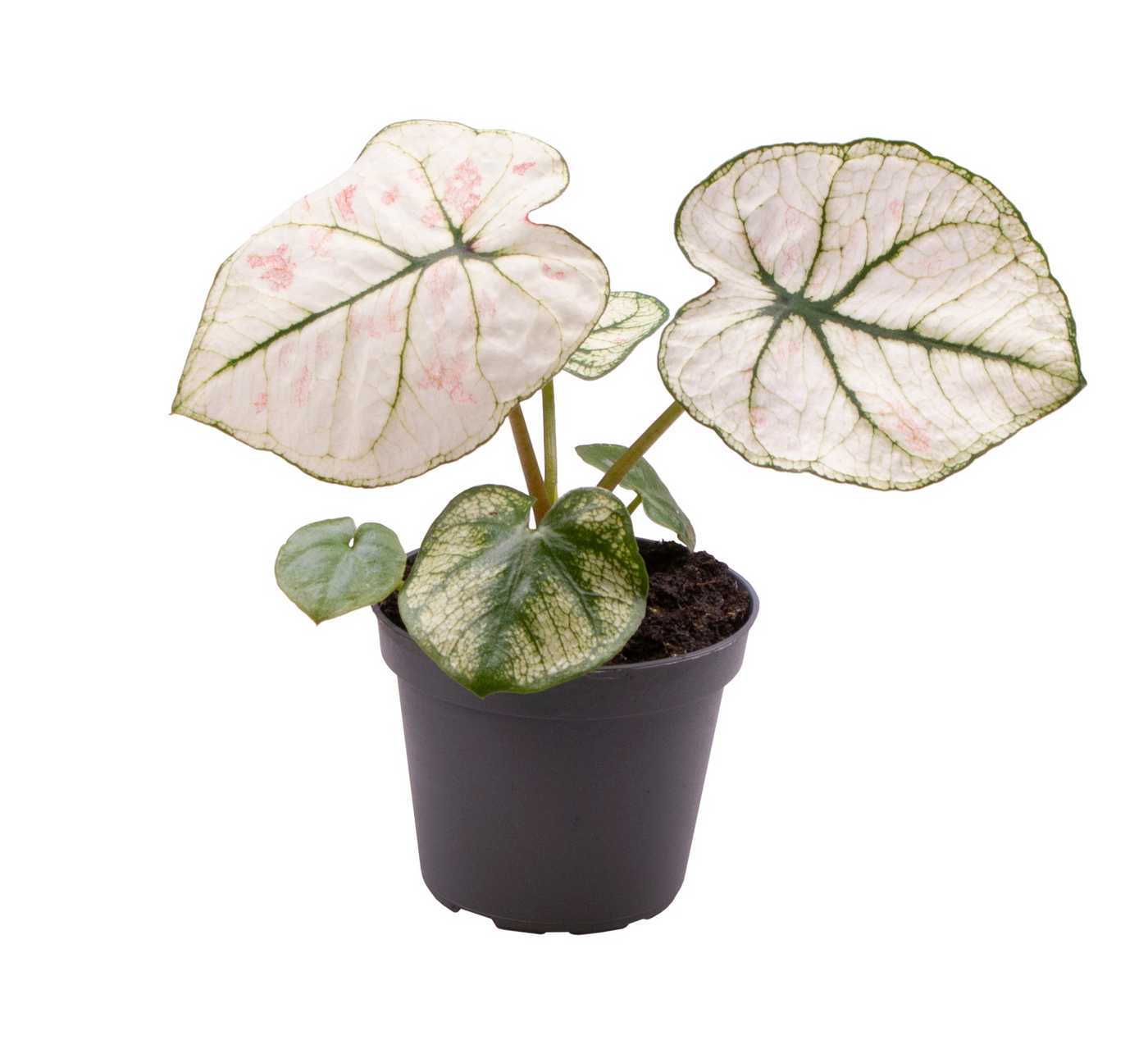 Planta naturala H11cm Caladium Kelly PS6/ in pamant